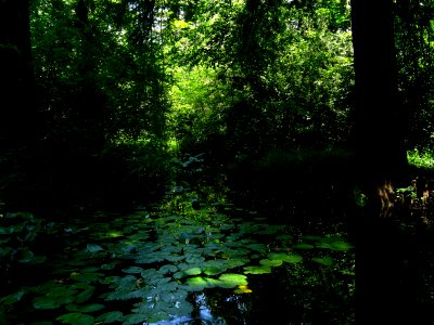 RO Bucharest Botanical Garden 015 photo