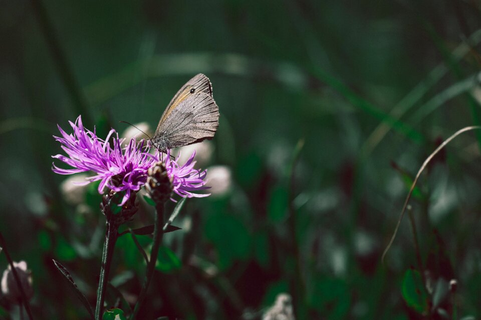 Pointed flower meadow nature