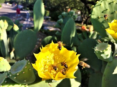 Bees cactus flower yellow