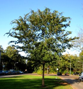 RN Ulmus parvifolia (Hilversum)