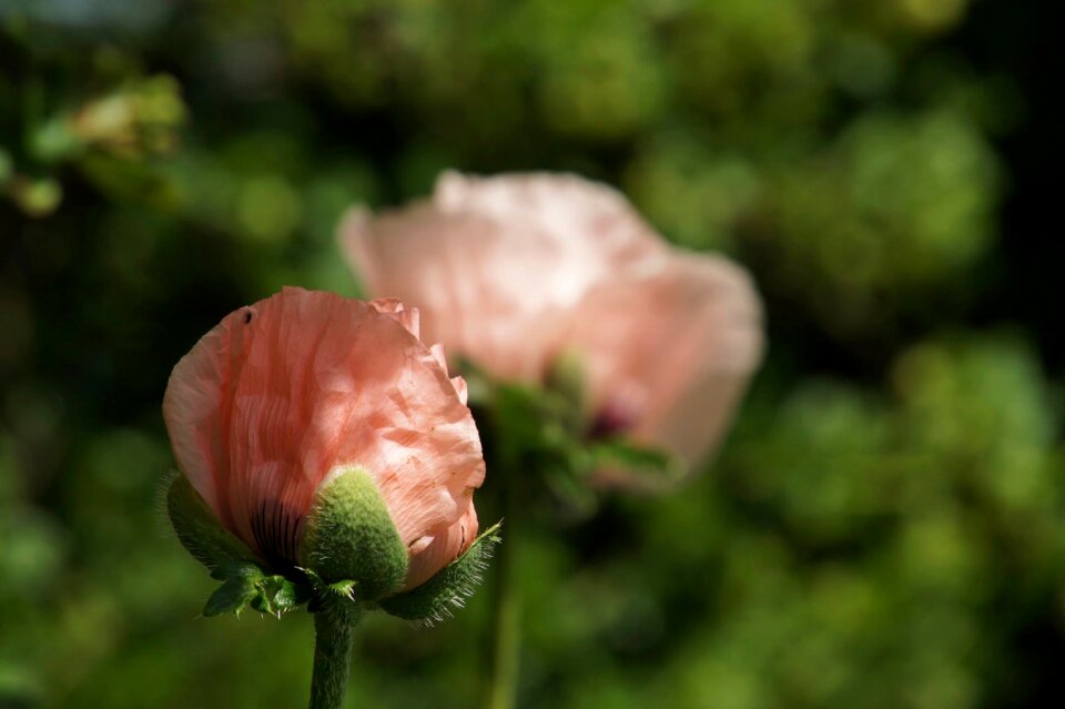 Flower nature plant