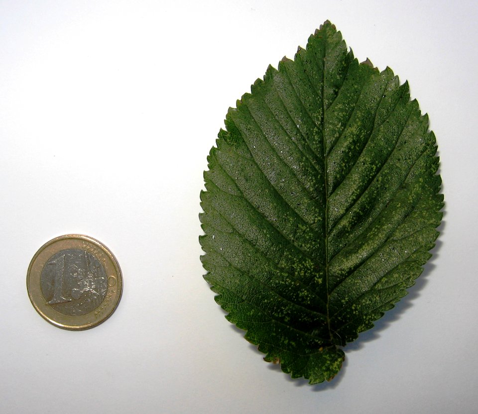 RN Ulmus hollandica Dauvessei leaf