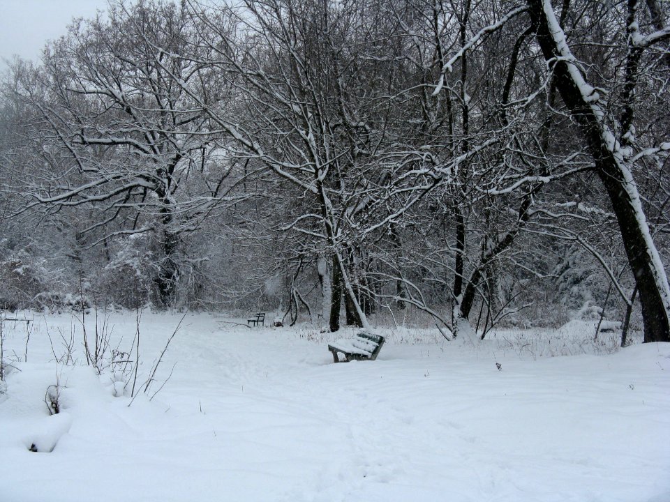 RO Bucharest Botanical Garden winter 002