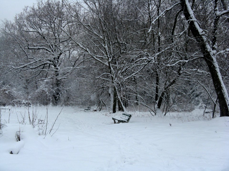 RO Bucharest Botanical Garden winter 002 photo