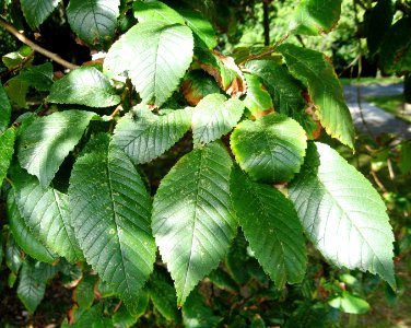 RN Ulmus Coolshade leaves