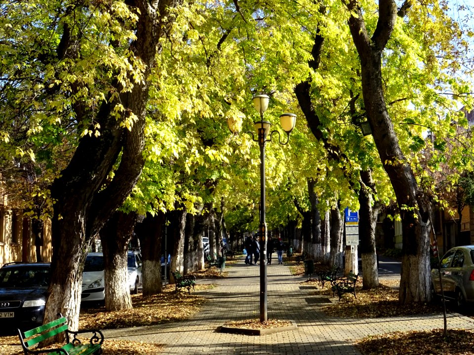 RO MS Bd Cetatii autumn