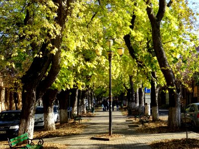 RO MS Bd Cetatii autumn