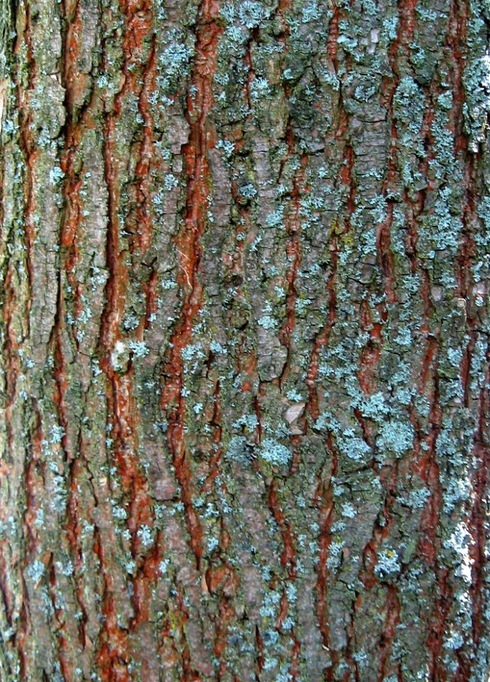 RN Ulmus Regal bark