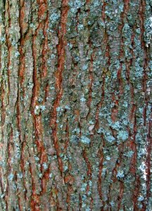 RN Ulmus Regal bark