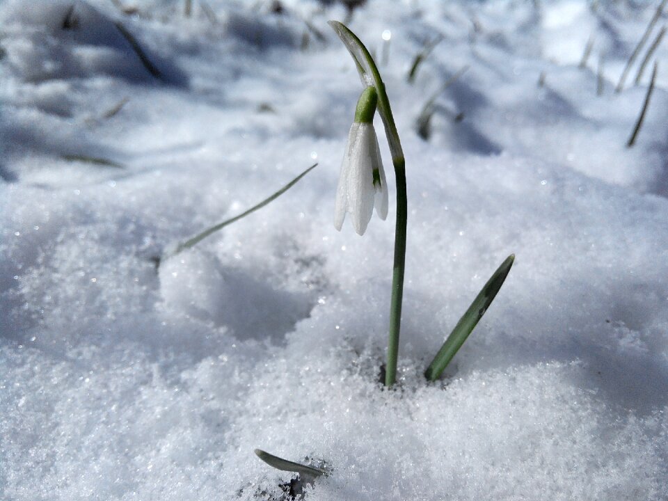White greens spring