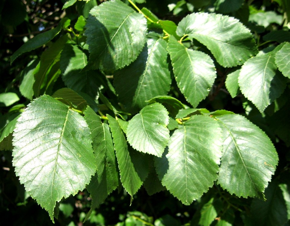 RN Ulmus minor Schuurhoek leaves