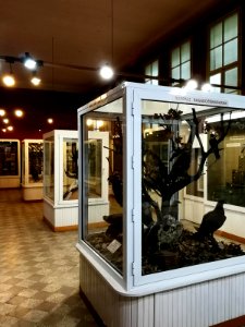 RO MS Nature History Museum interior 2