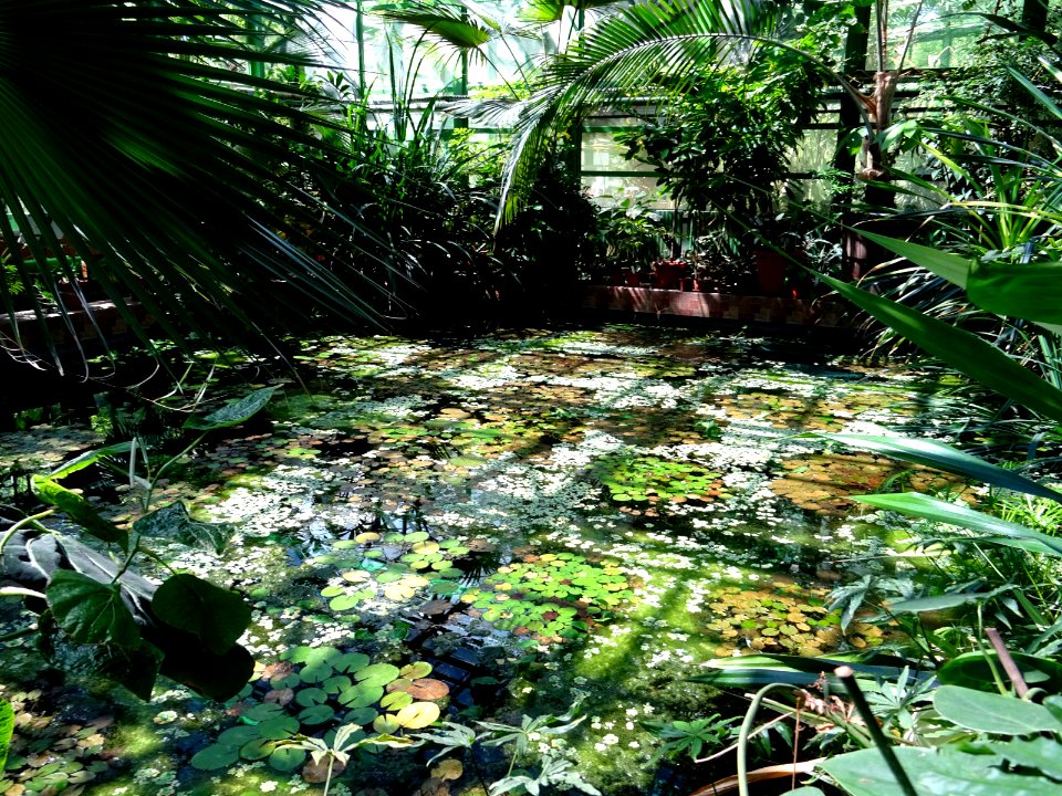 RO Bucharest Botanical Garden new greenhouse 04