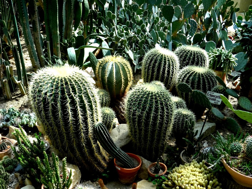 RO Bucharest Botanical Garden new greenhouse 06