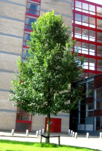 RN Ulmus New Horizon Groningen 2