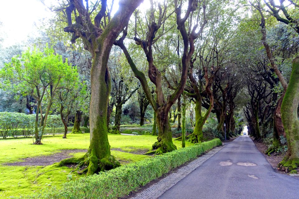Road - Barberini Gardens - Castel Gandolfo - DSC04359