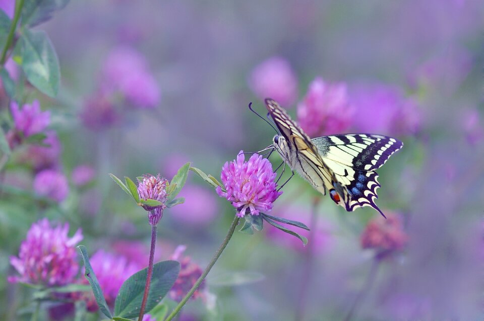 Nature close up insect