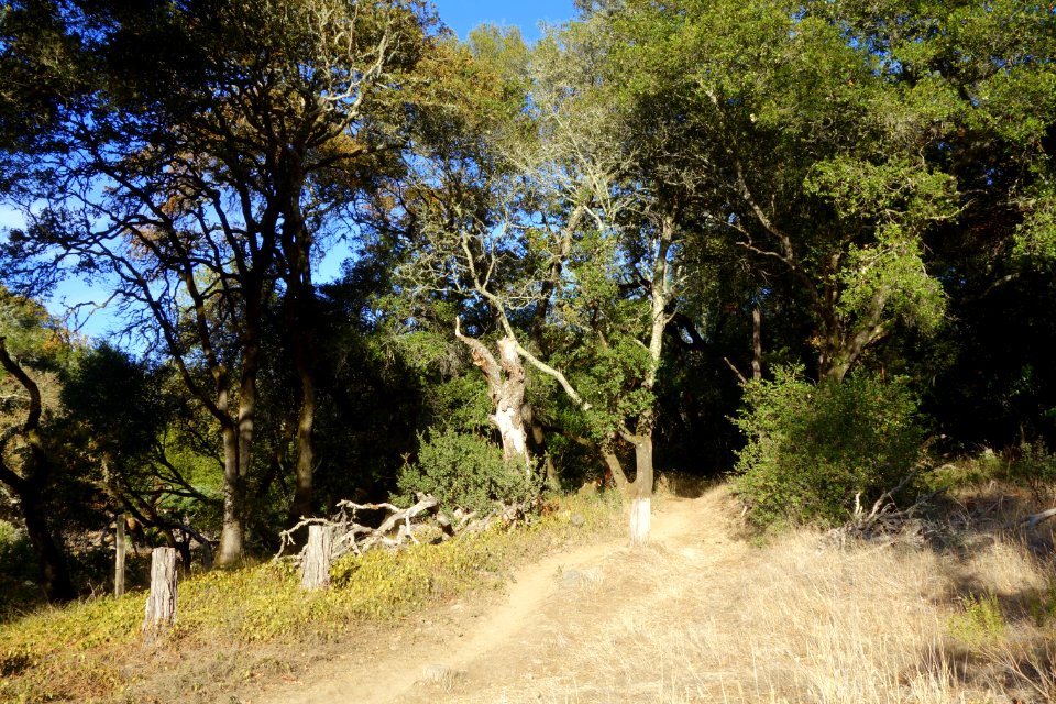 Road - Jack London State Historic Park - DSC03858