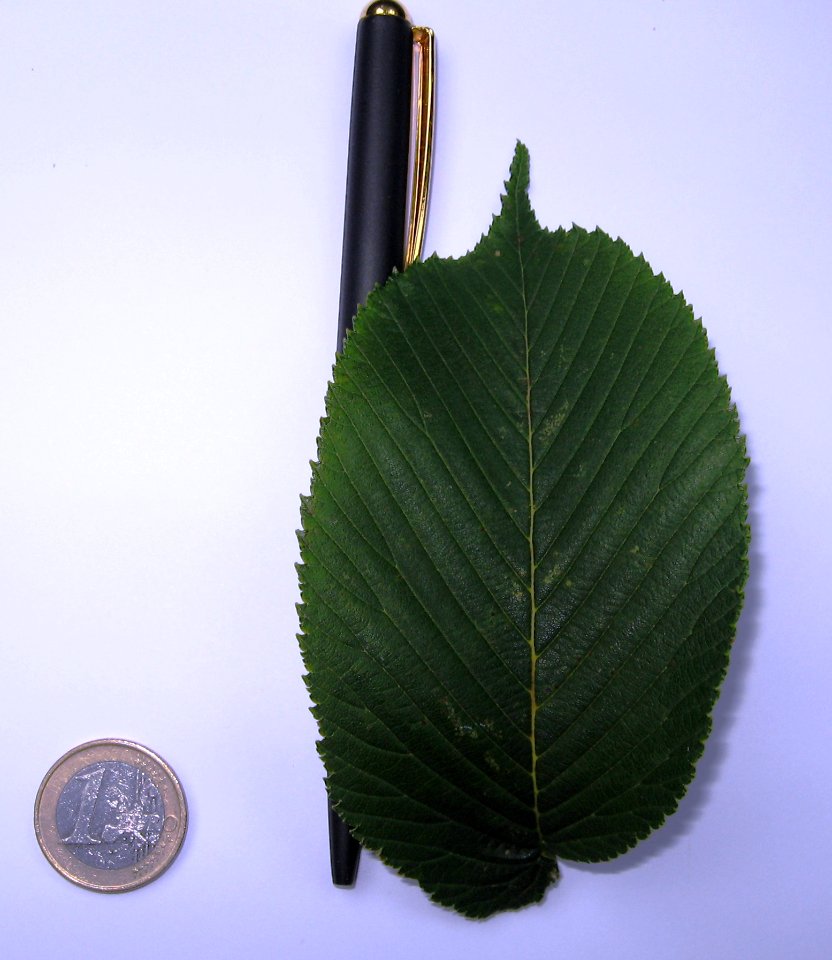 RN U. laciniata var. Nikkoensis leaf