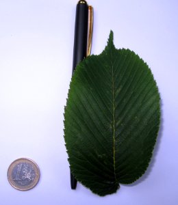 RN U. laciniata var. Nikkoensis leaf