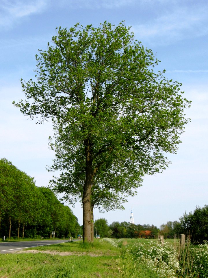 RN Ulmus hollandica Commelin summer