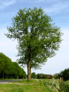 RN Ulmus hollandica Commelin summer