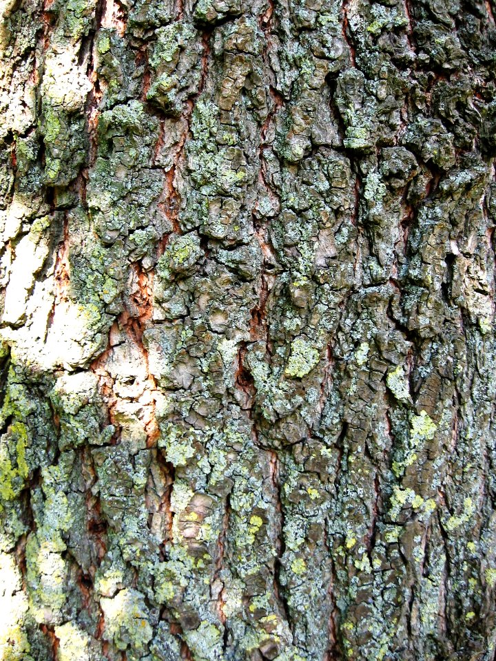 RN Ulmus pumila bark