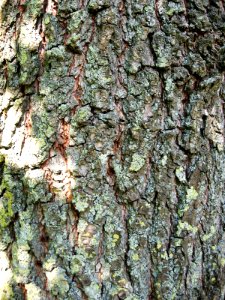 RN Ulmus pumila bark