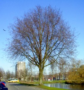 RN Ulmus hollandica Vegeta Groningen