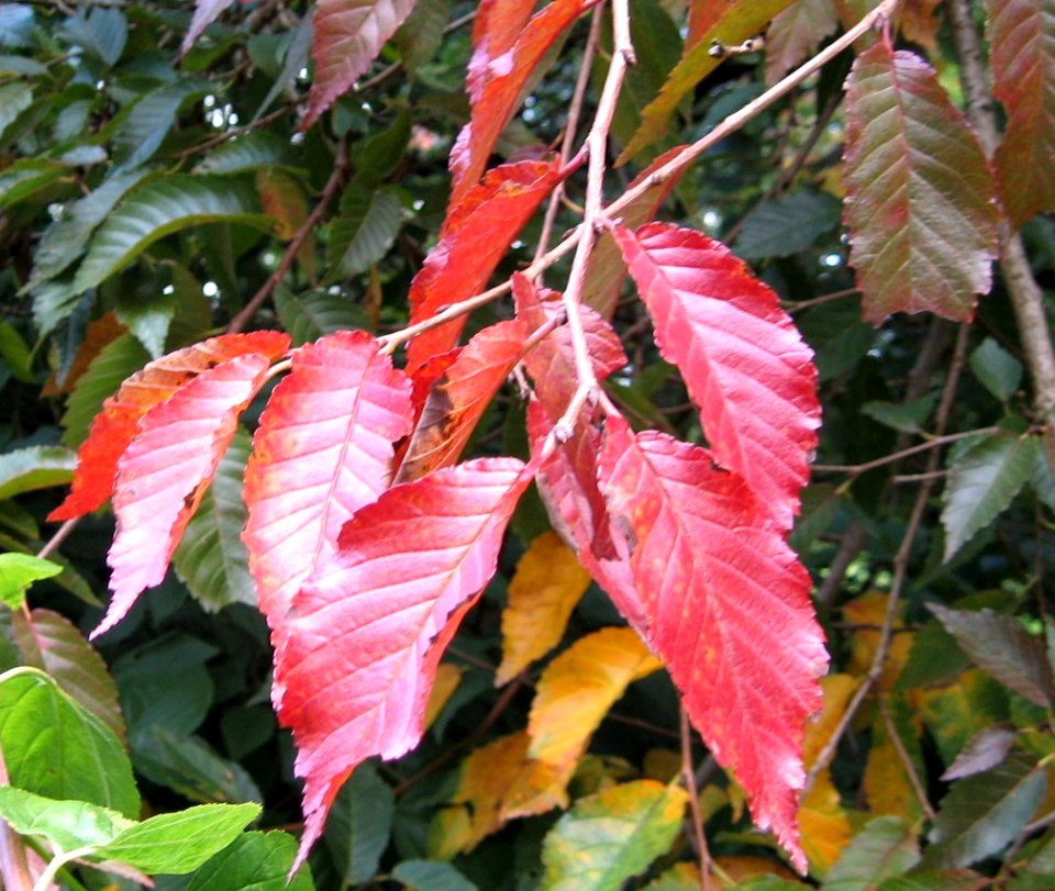 RN Ulmus japonica Jacan (hilliers arboretum) autumn foliage