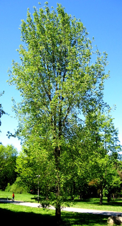 RN Ulmus Regal (dortmund)