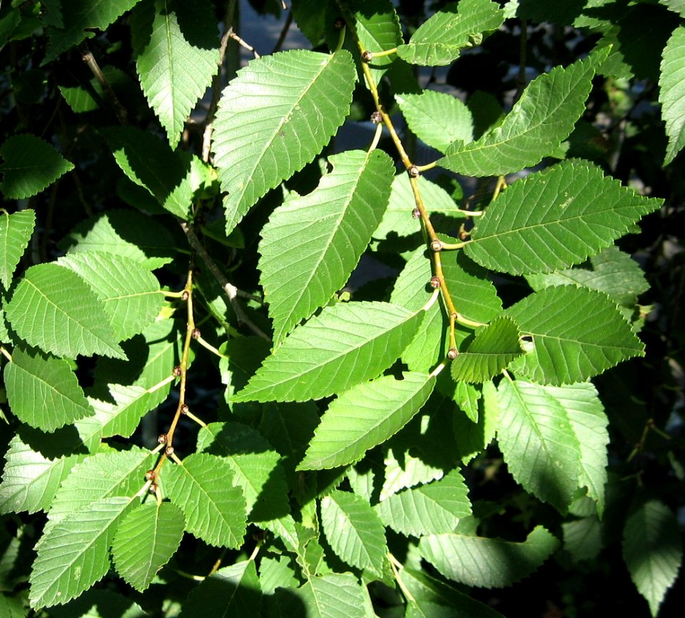RN Ulmus pumila leaves