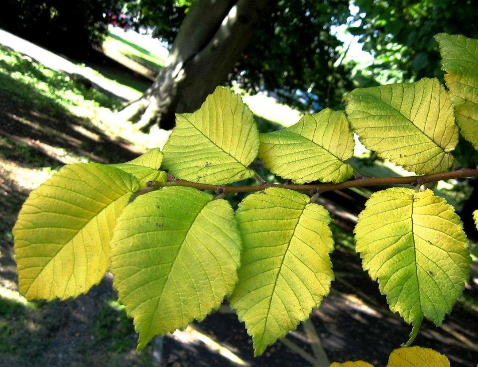 RN Ulmus minor Louis van Houtte leaves (preston manor brighton)