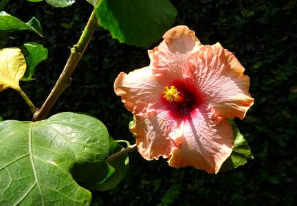 Rosa sinensis china rose flora photo