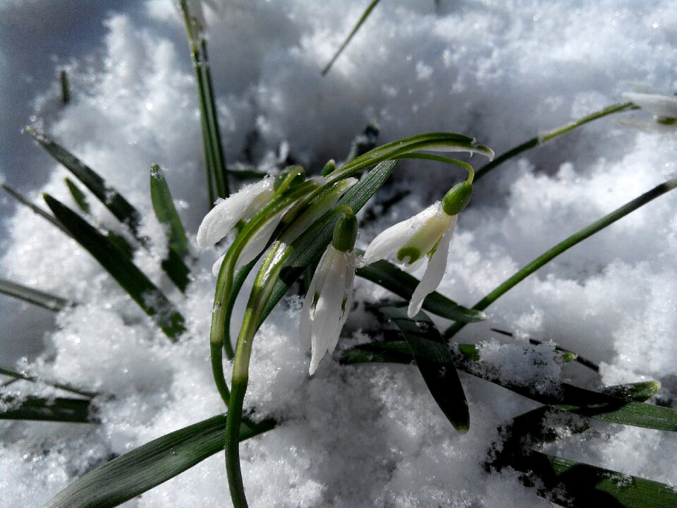 White greens spring