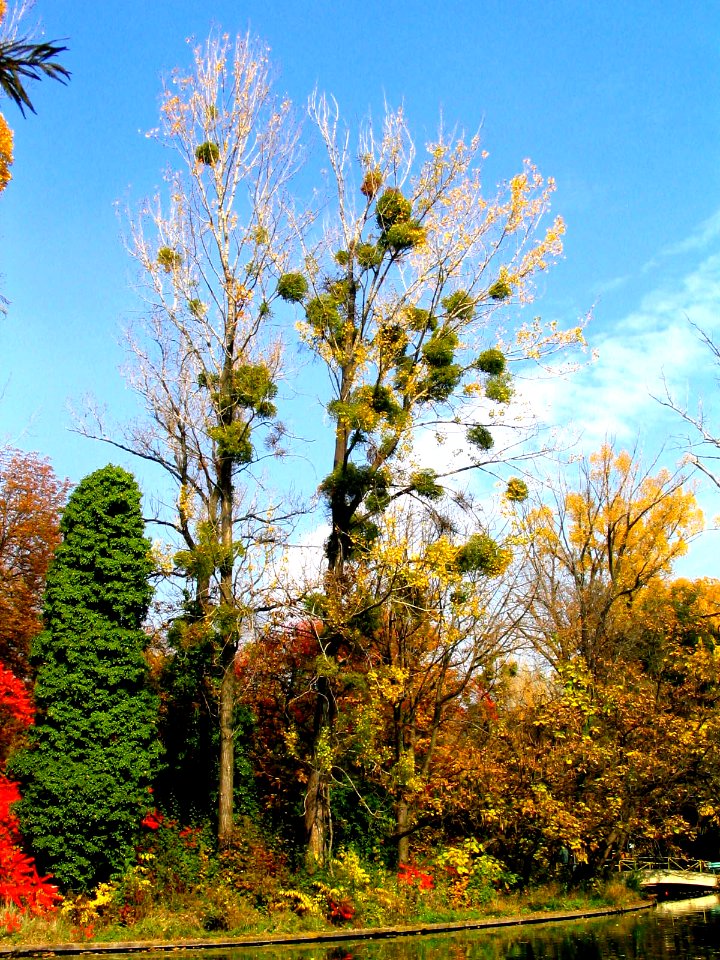 RO Bucharest Botanical Garden 004