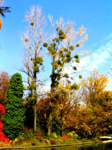 RO Bucharest Botanical Garden 004