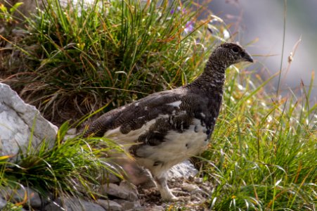 Rock ptarmigan (Lagopus muta) 1