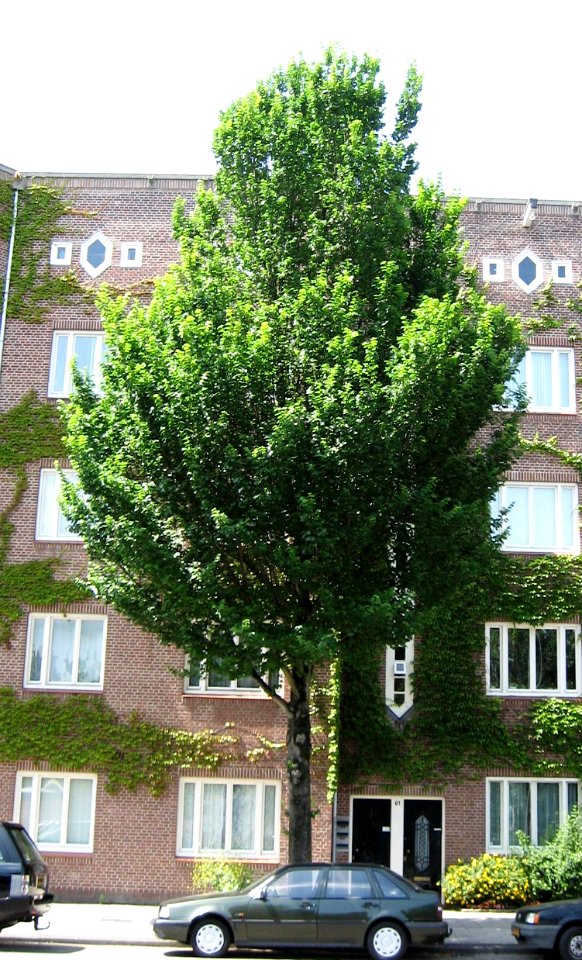 RN Ulmus Clusius