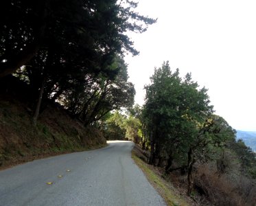 Road with trees along Santa Cruz Mountains