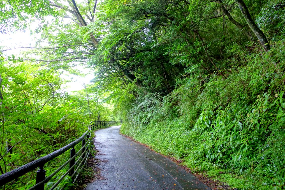 Road to Kuzuryū-jinja - Hakone, Japan - DSC05624