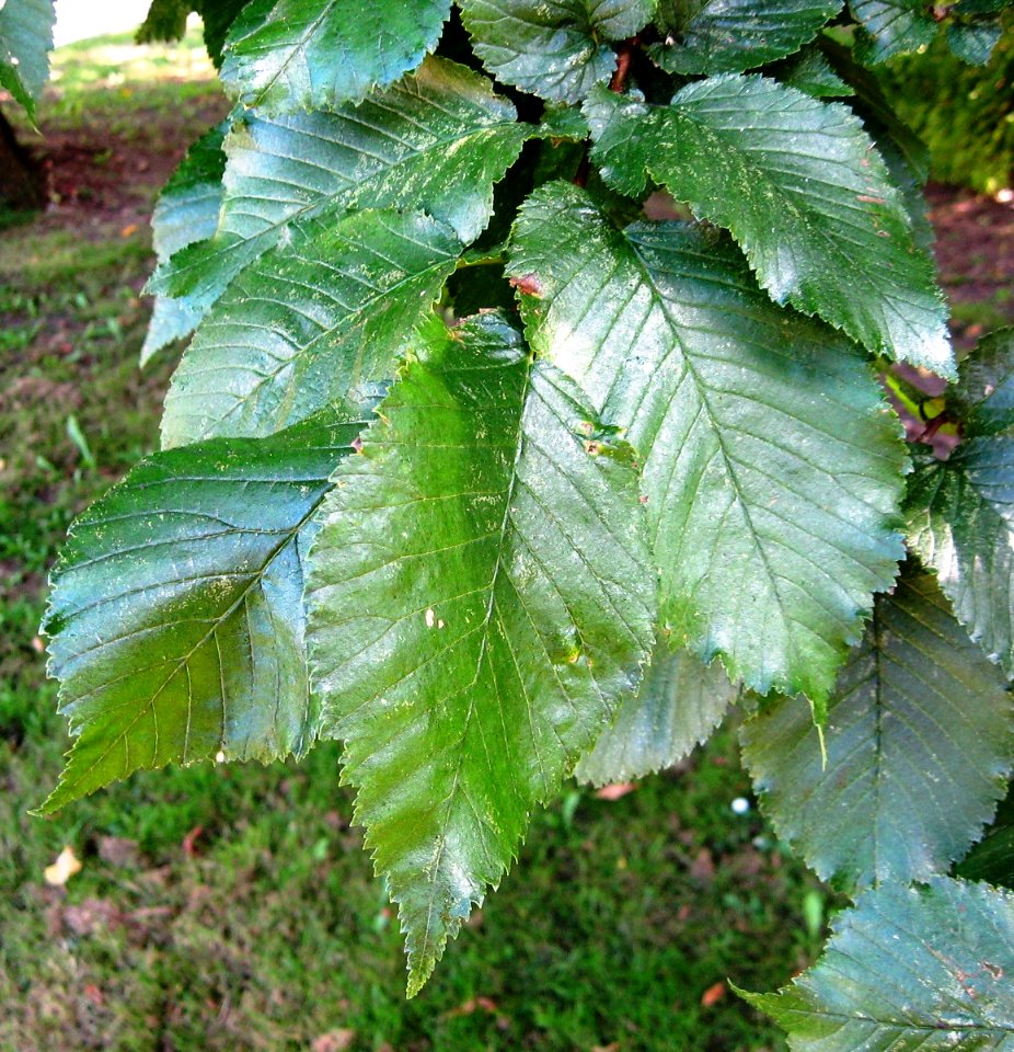 RN Ulmus hollandica Major leaves