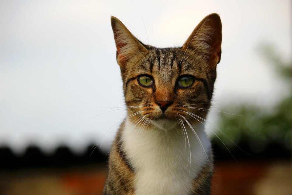 Mackerel tabby domestic cat young cat