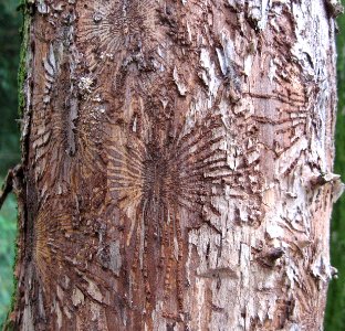 RN Beetle galleries, Wych elm