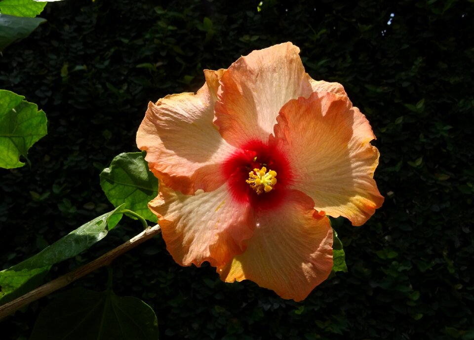Rosa sinensis china rose flora