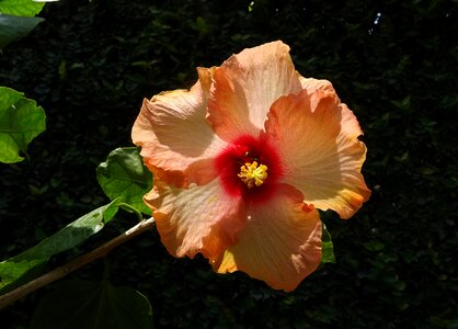 Rosa sinensis china rose flora