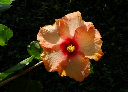 Rosa sinensis china rose flora photo