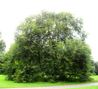 RN Ulmus villosa (kew)