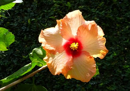 Rosa sinensis china rose flora photo