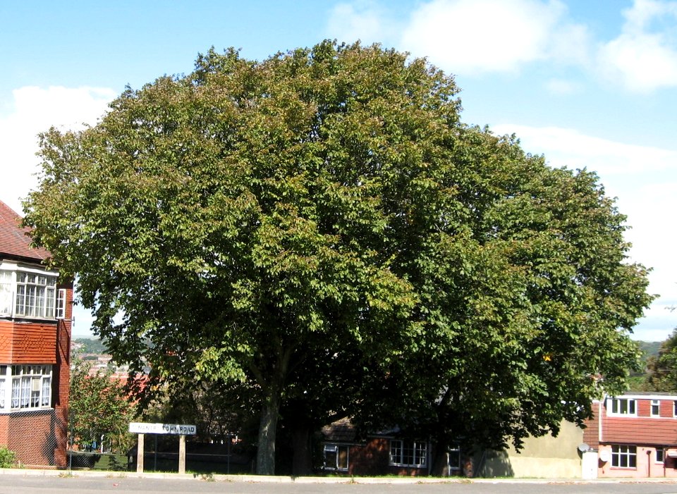 RN Ulmus Coolshade, Brighton